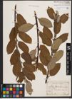 Foto von Salix caprea L.